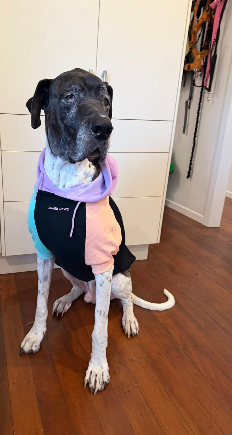 Customer photo review of Cyber Punk Dog Hoodie