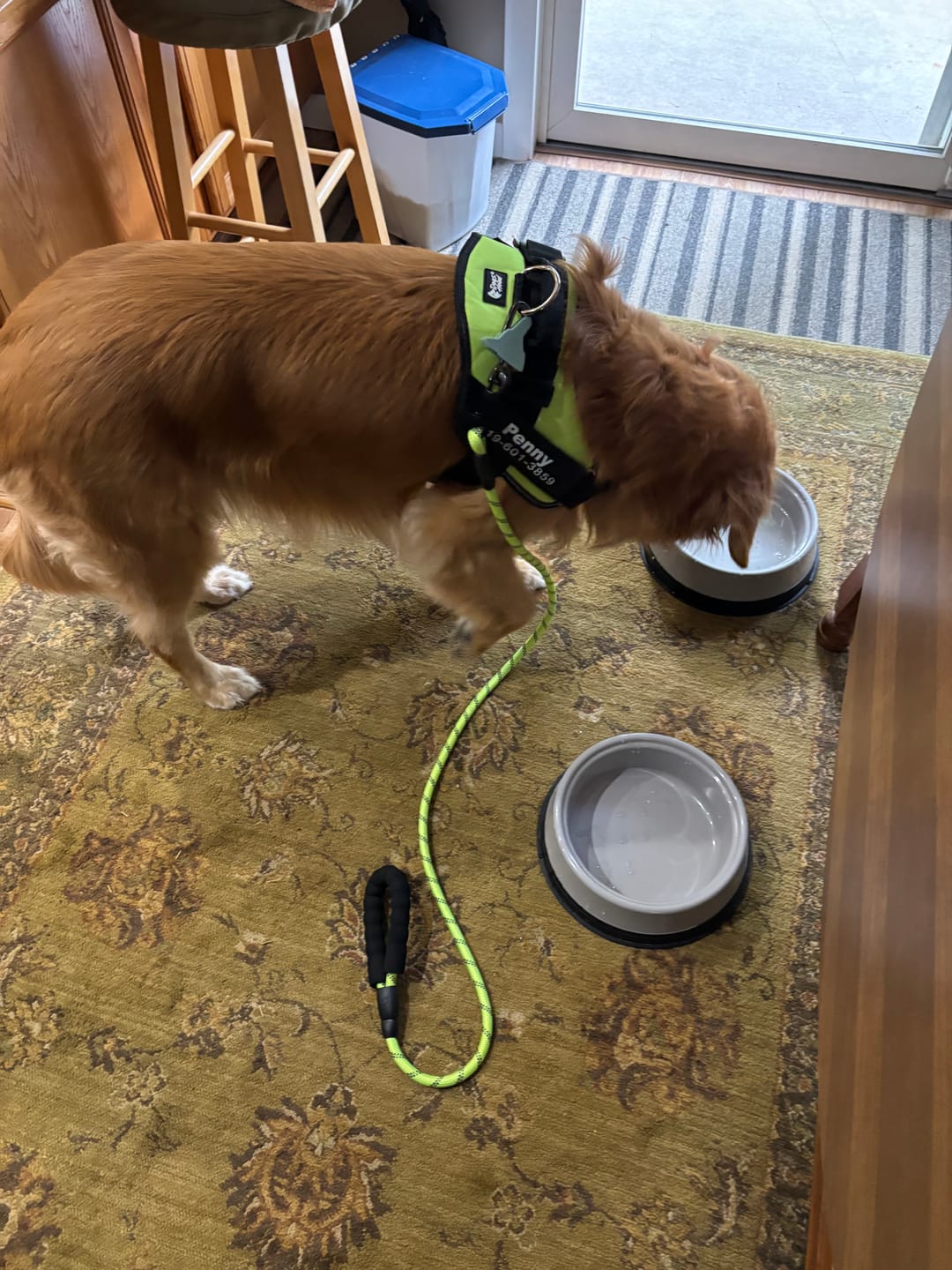Customer photo review of Dogshood ™
