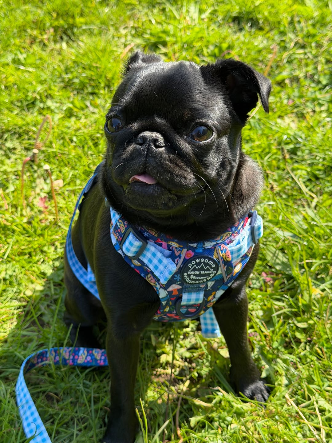 Customer photo review of Disney© Tough Trails™ Harness - Alice In Wonderland
