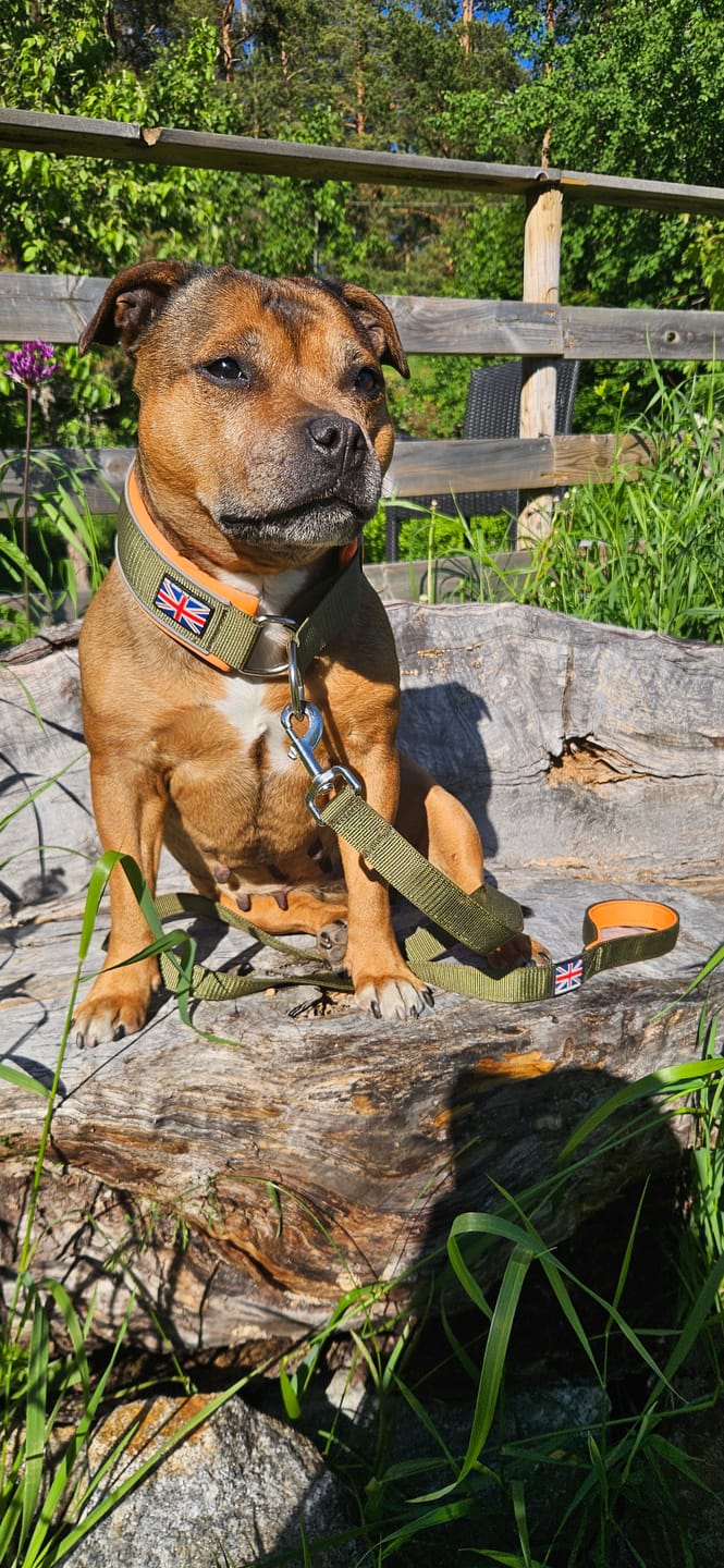 Customer photo review of Staffordshire Bull Terrier 1935® Martingale Collar - Stitch Edition - Green & Neon Orange