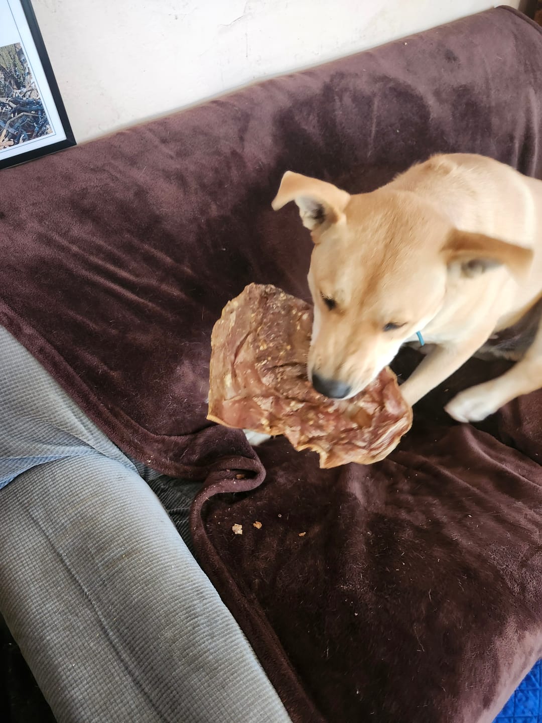 Customer photo review of Chewy Ostrich Whole Gizzard: The Protein & Omega-3 Rich, Natural Dog Chew Treat