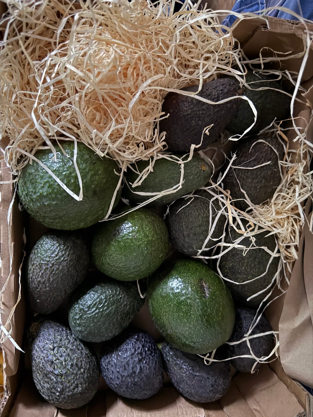 Customer photo review of Avocado Retterbox "Späternte" von Juan 3kg