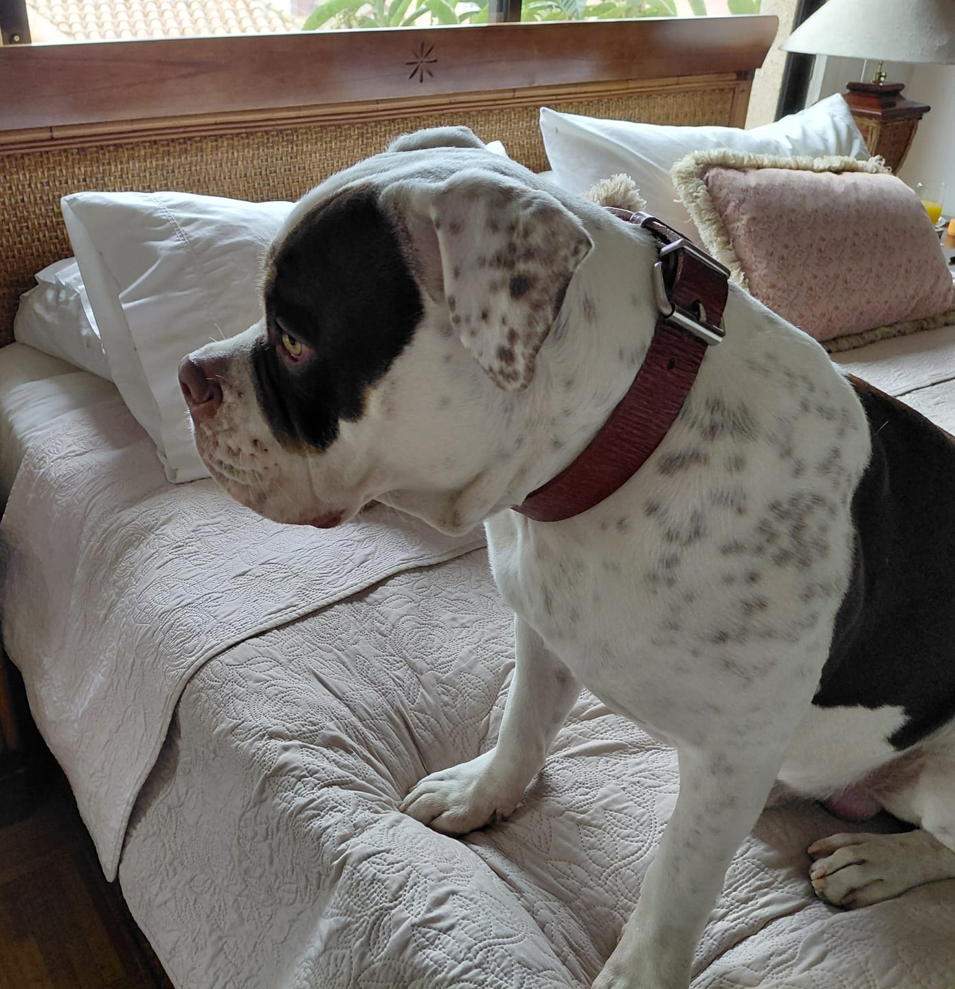 Customer photo review of Collar Duke Marrón Corrugado Envejecido/Marrón Corrugado Envejecido