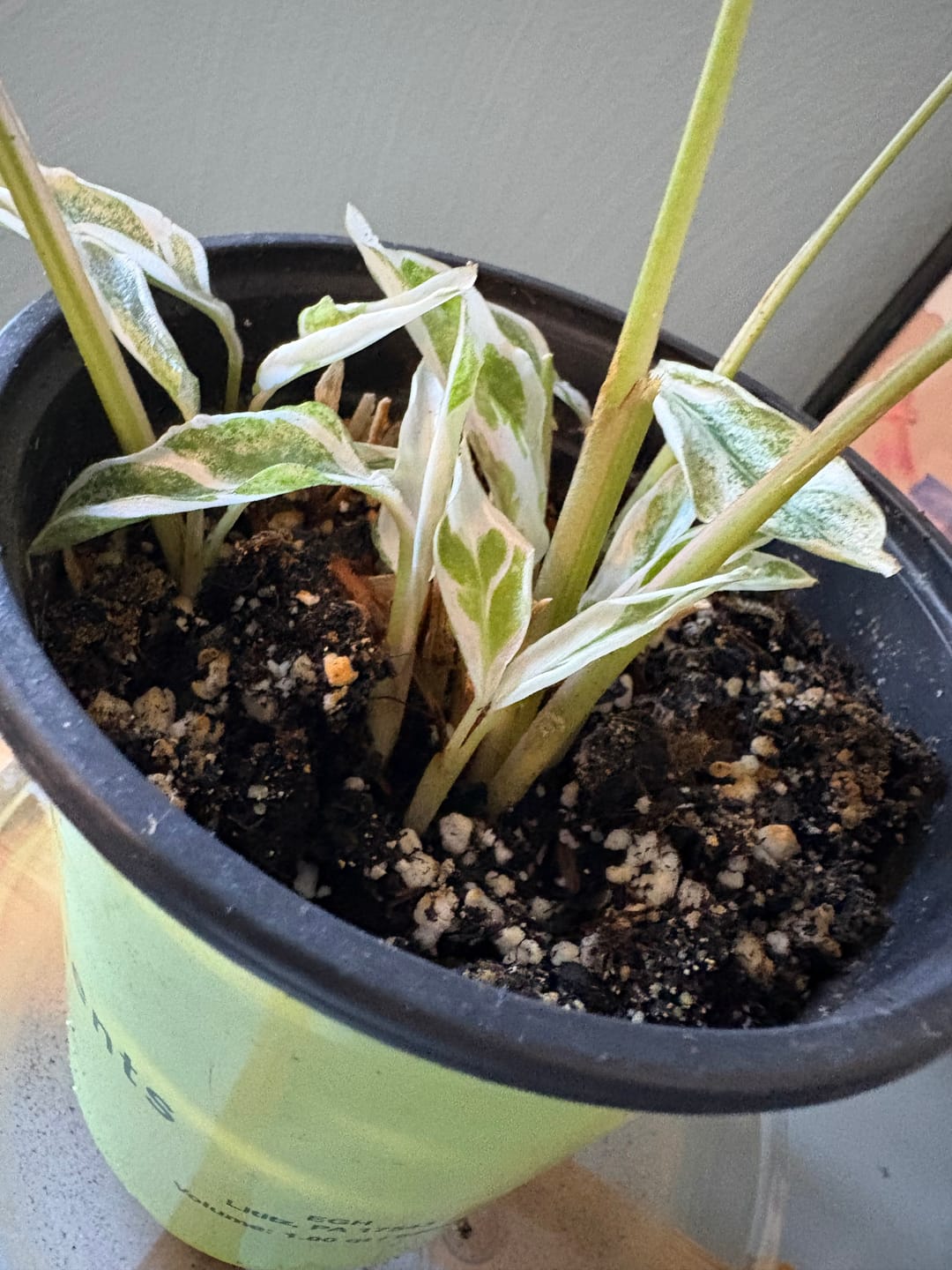 Customer photo review of Soil Refresh