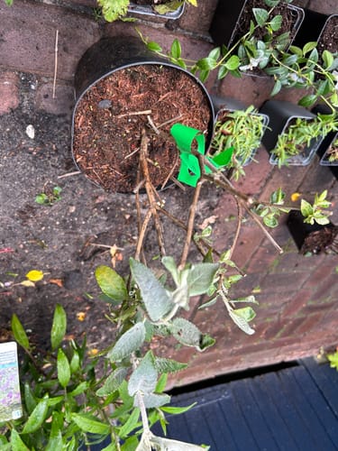 Customer photo review of (dwerg) Vlinderstruik - Buddleja davidii 'Free Petite Snow White'