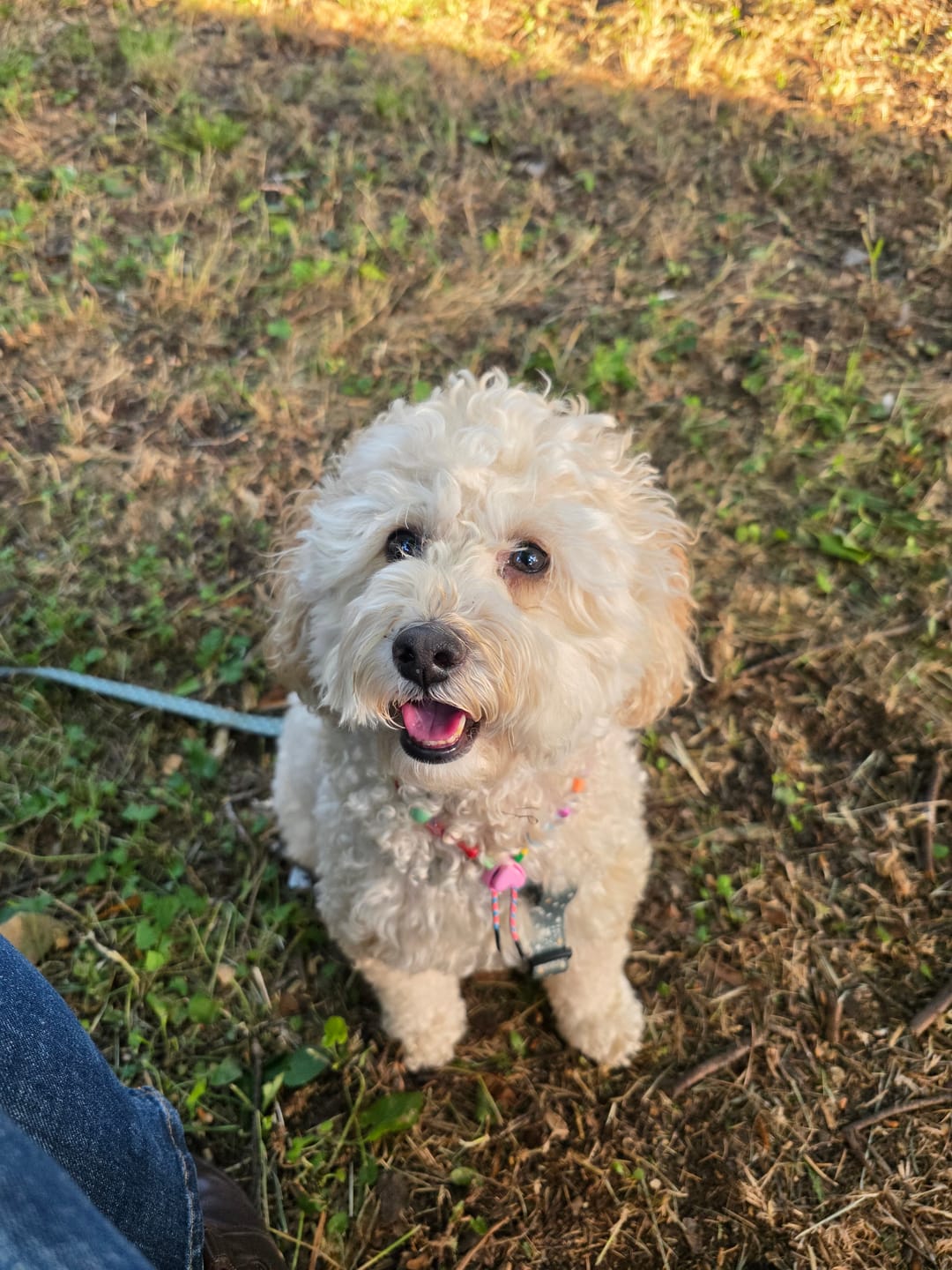 Customer photo review of Collanina canina carina