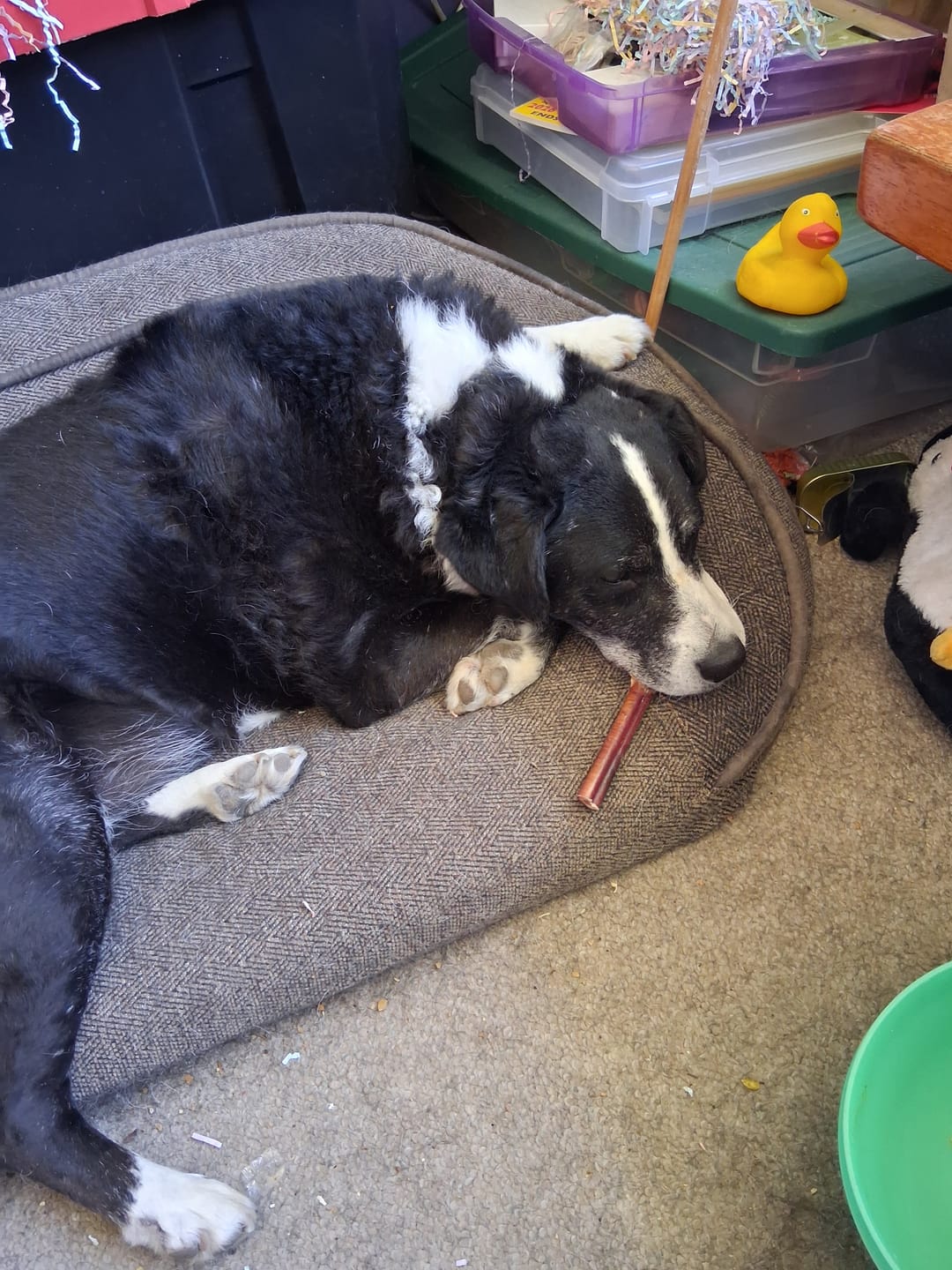 Customer photo review of 12 Inch Jumbo Bully Stick