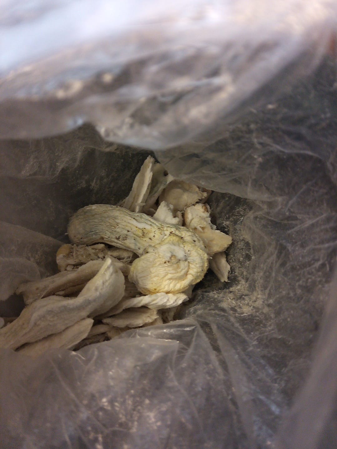 Customer photo review of Non Detect Raw Mushrooms