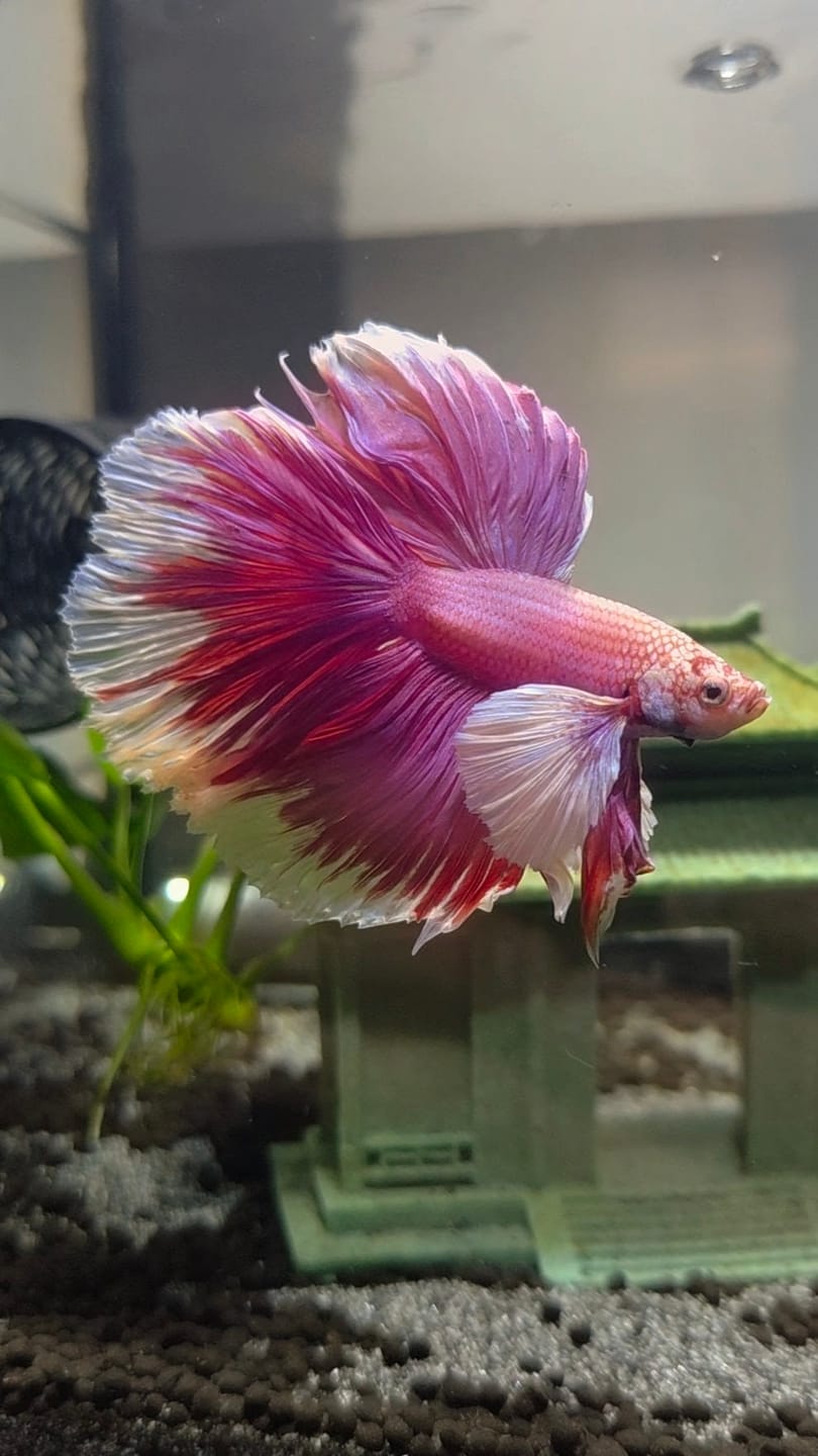 Customer photo review of Rare Pair Dumbo Halfmoon Purple Butterfly Betta Fish (Male & Female)