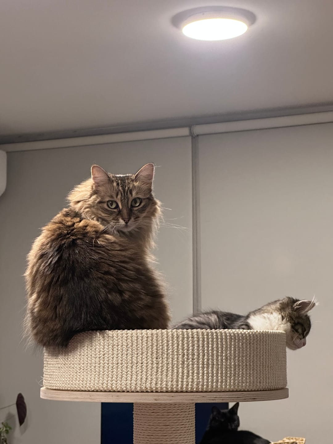 Customer photo review of Michu Luna Multi-Layer Solid Wood Cat Nest Tree