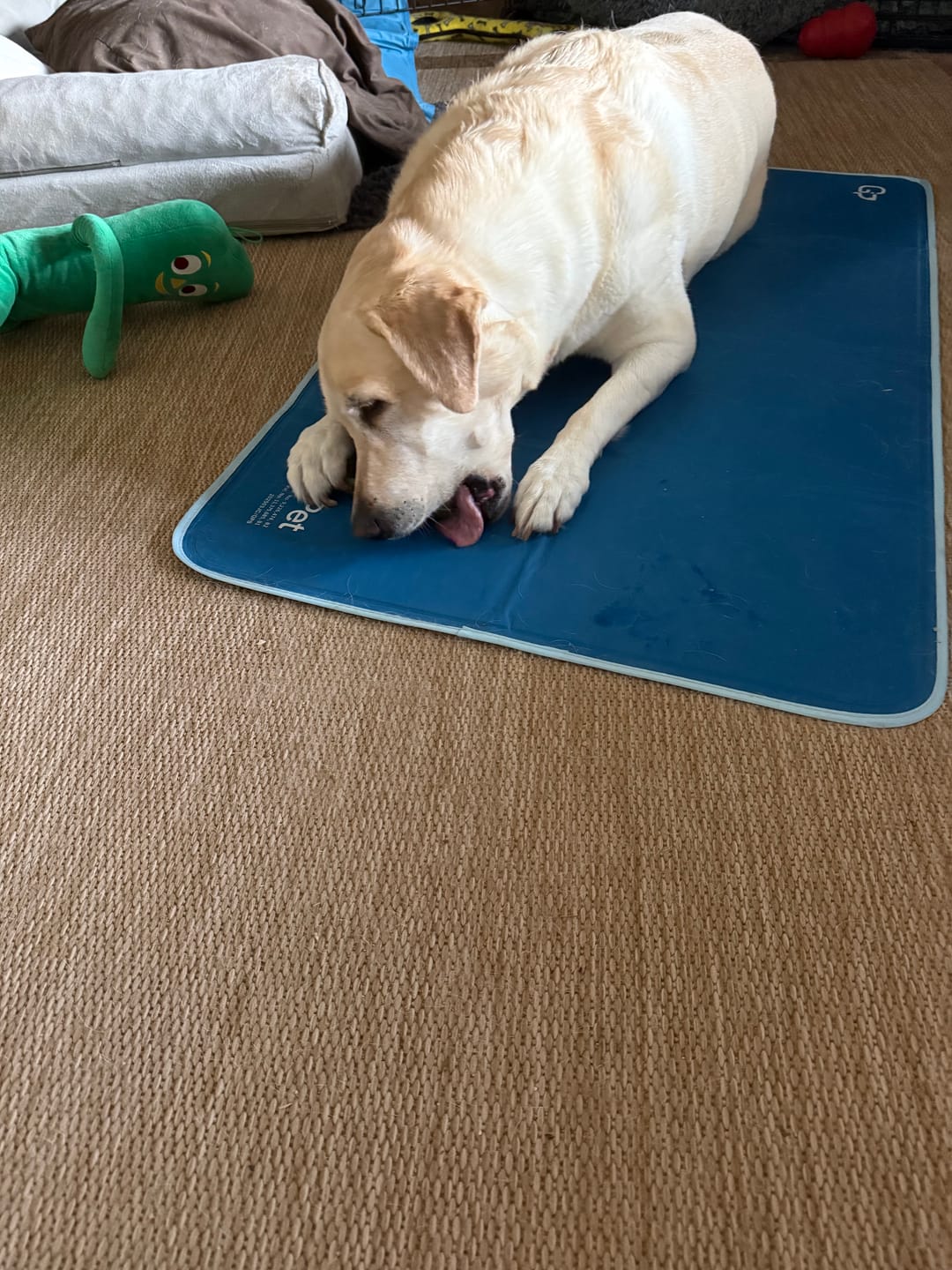 Customer photo review of Strawberry Yak Chews One Size Fits All