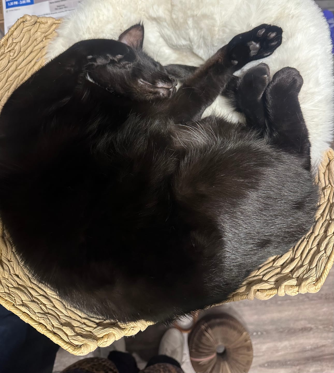 Customer photo review of Michu DeskMate Sustainable Desk-Mounted Side Companion Cat Tree