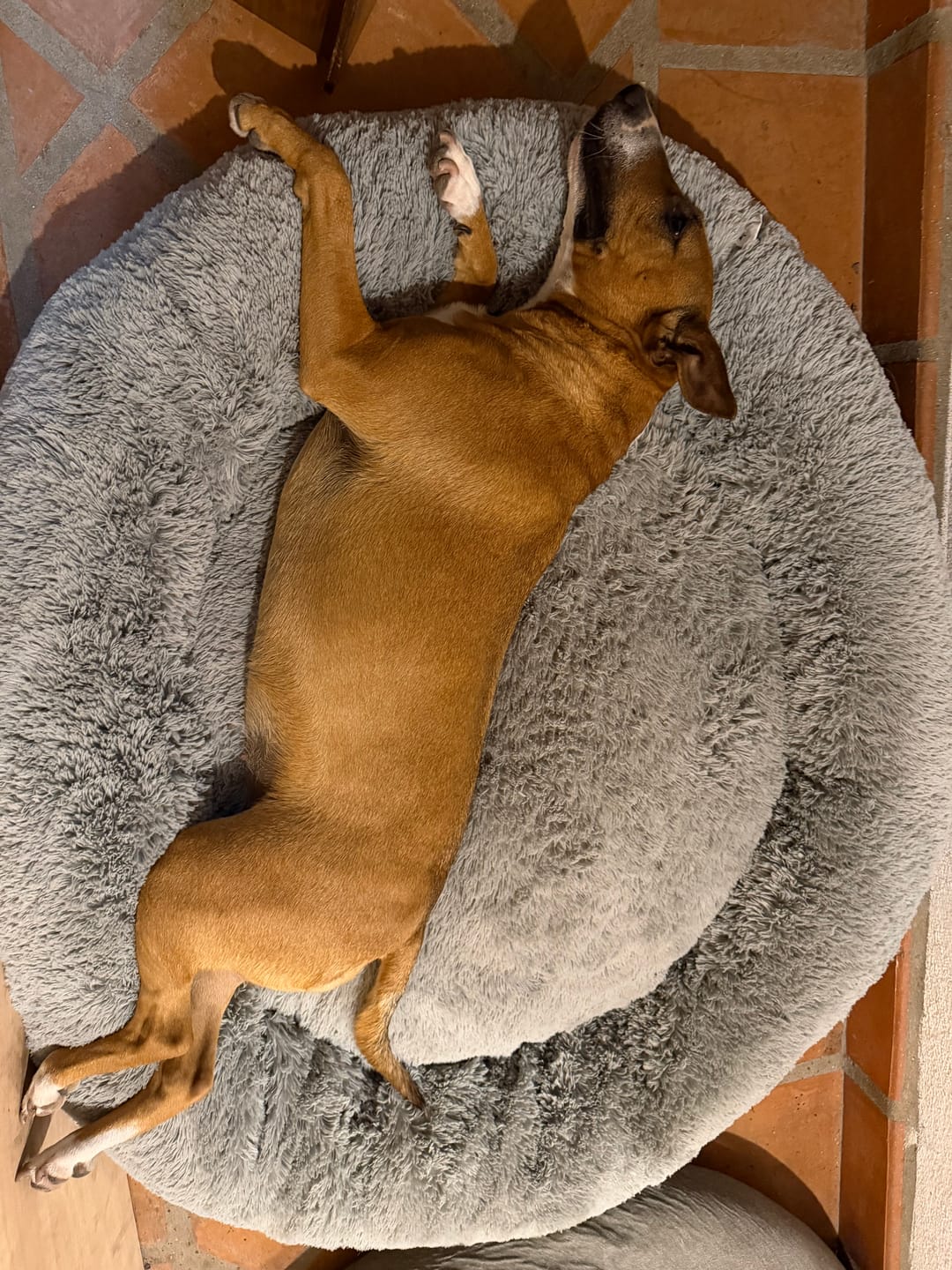 Customer photo review of Cama Antiestrés para Perros