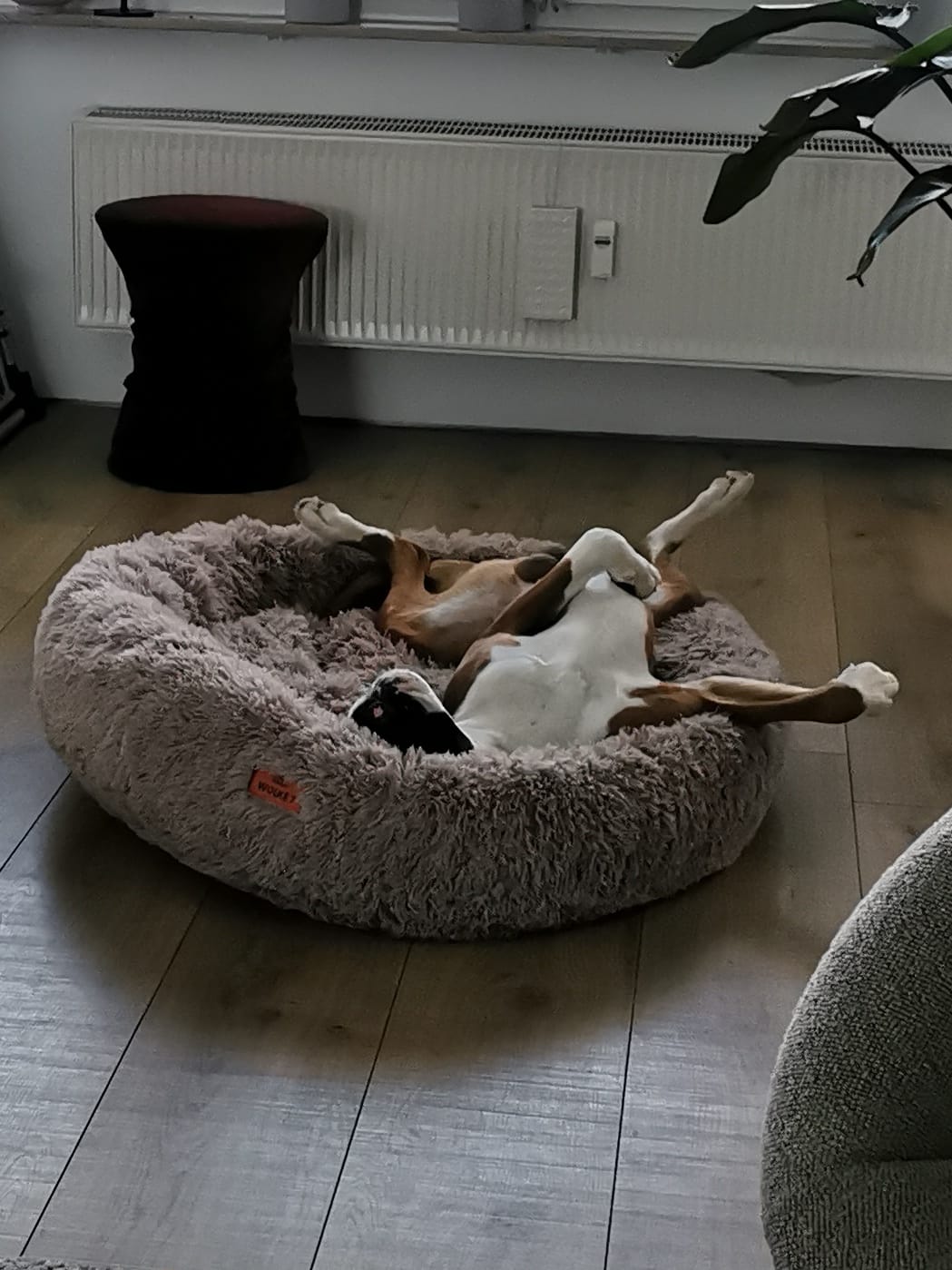 Customer photo review of Puppery Hundebett Wolke 7 - Das Original