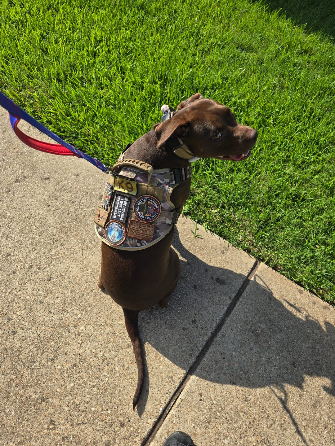 Customer photo review of NEW Upgraded Tactical No-Pull Team K9® Dog Harness with 4 Quick-Release Metal Buckles, Reinforced Front & Back V-Rings, Hook & Loop Panels, Adjustable Straps, Reflective Strips, & Top Handle