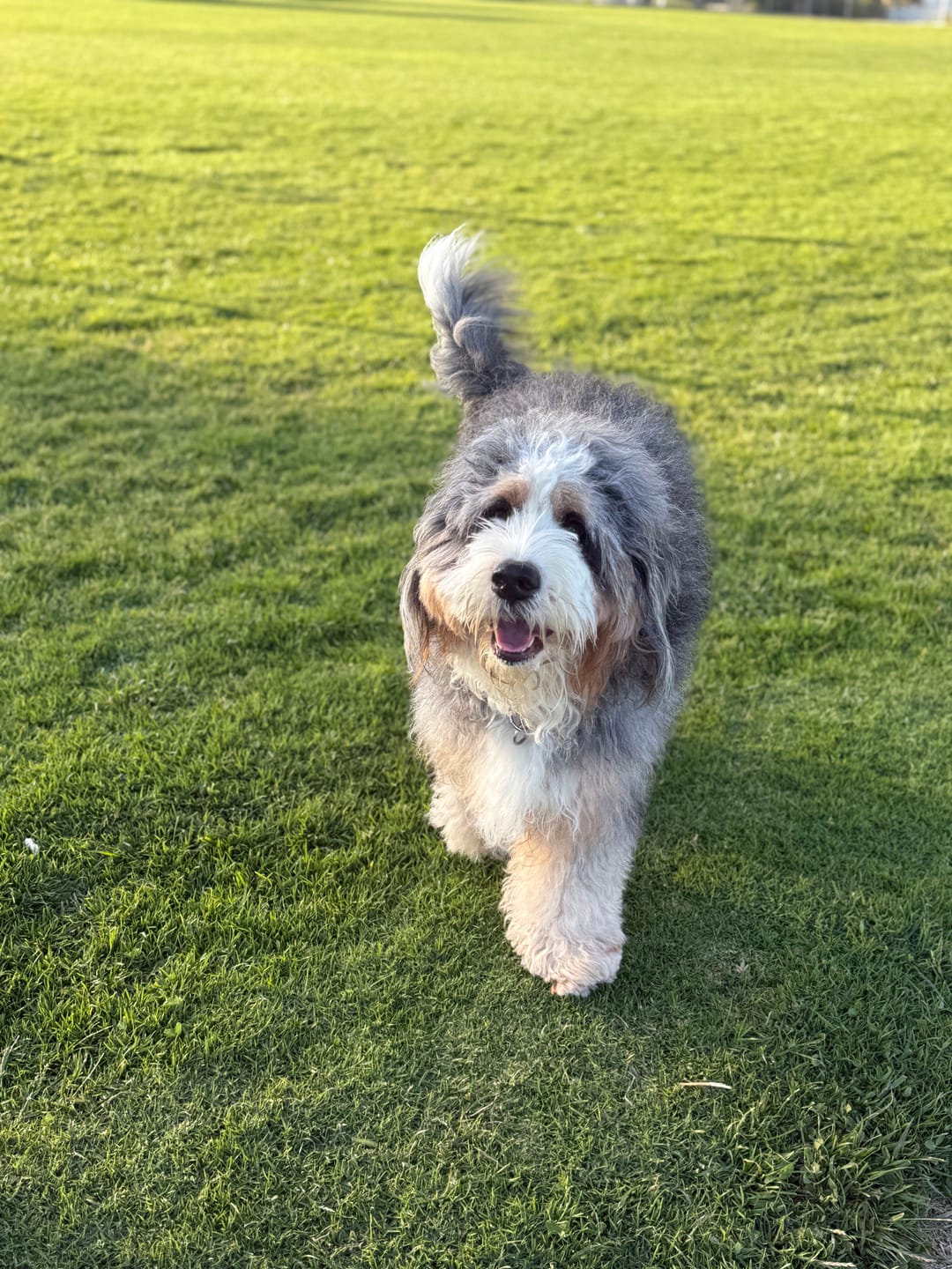 Customer photo review of 6 Inch Monster Bully Stick