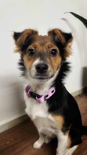 Customer photo review of Collar Remachado Básico (Perro)