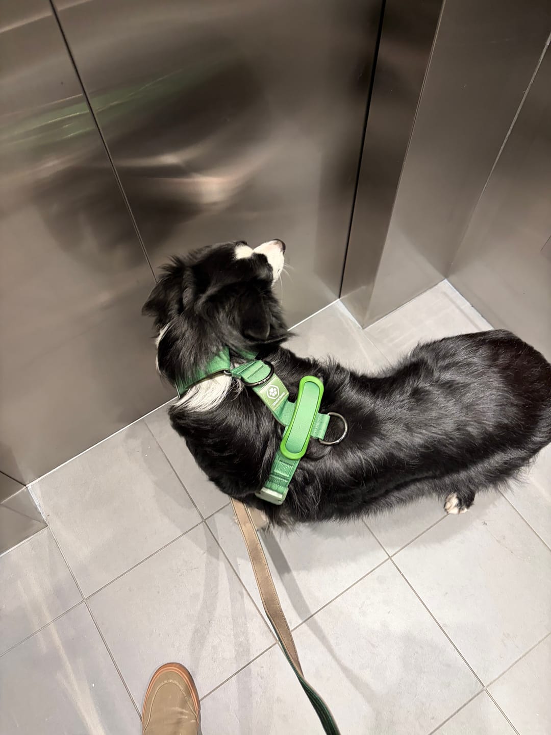 Customer photo review of Comfort Control No-Pull Harness Sets