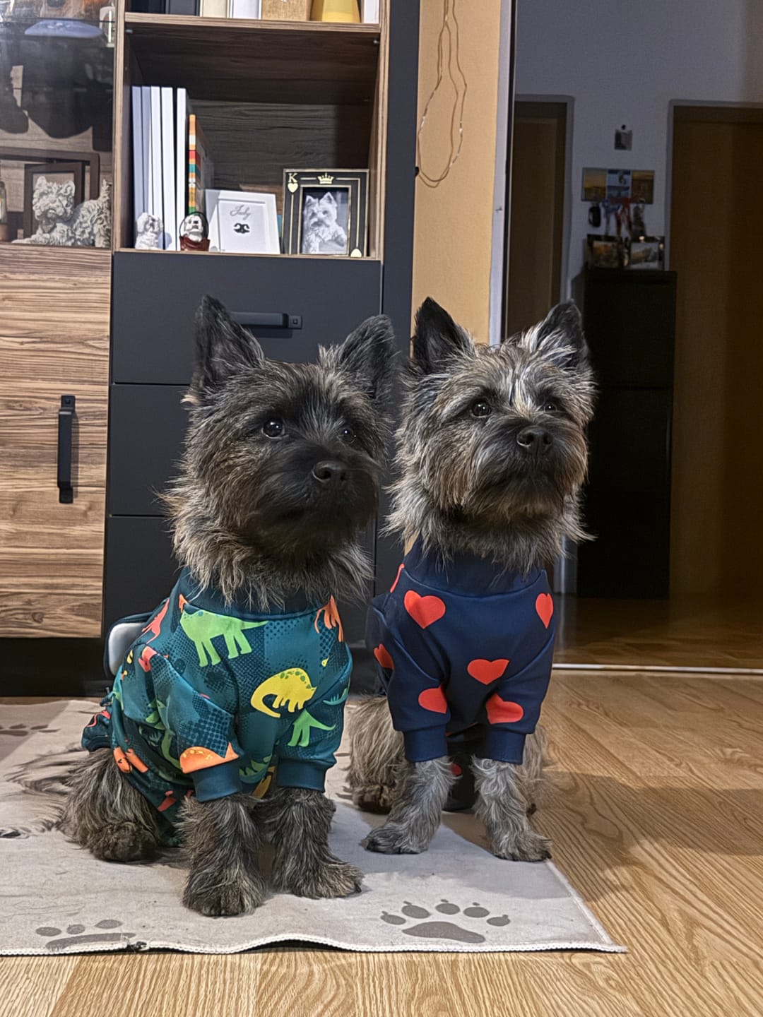 Customer photo review of Dog Surgical Suit