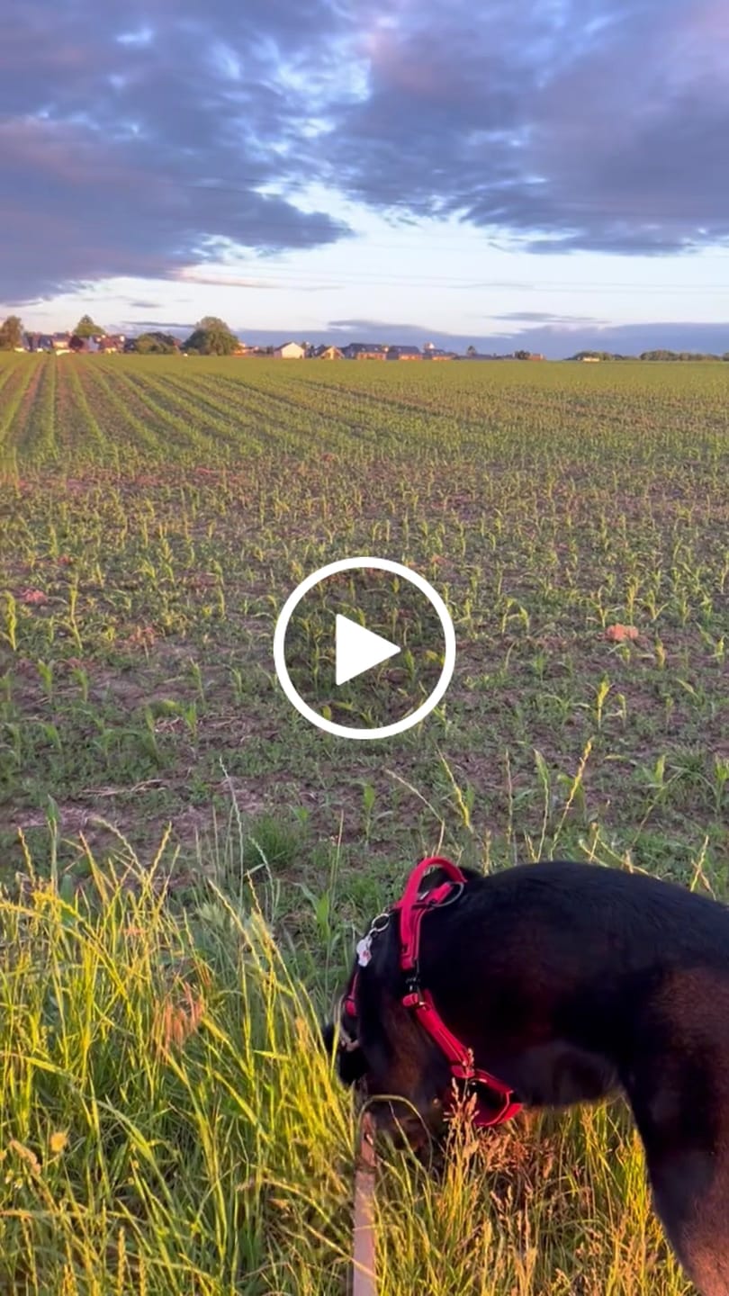 Customer video review of Extreme Air Set Desert Beige - Lätt och slitstarkt hundset
