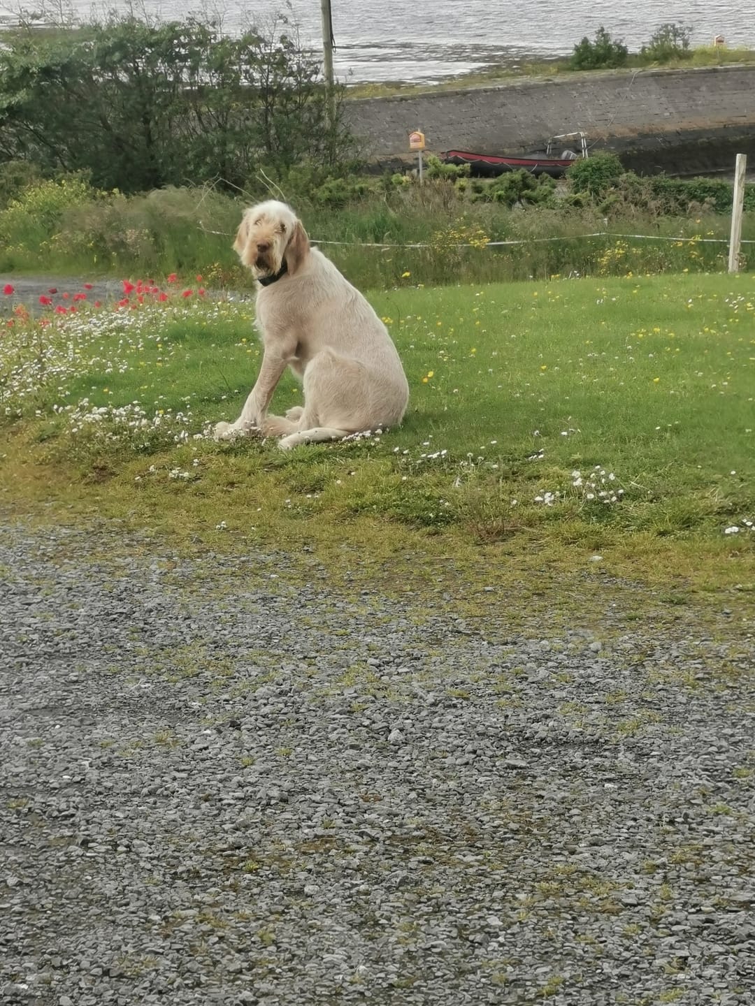 Customer photo review of GPS Dog Fence F810 plus | for Small, Medium and Large dogs
