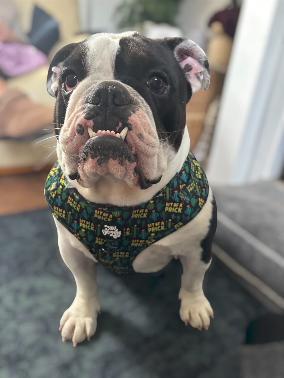 Customer photo review of Bit of a pr**k harness