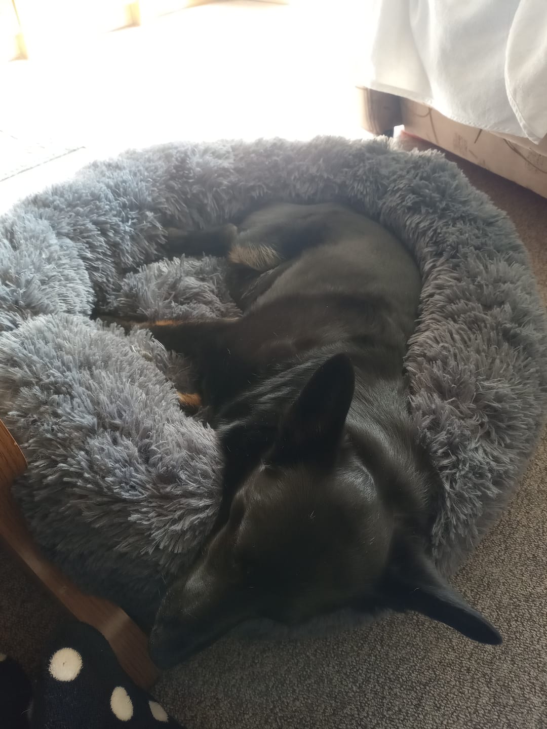 Customer photo review of Puppery Hundebett Wolke 7 - Das Original