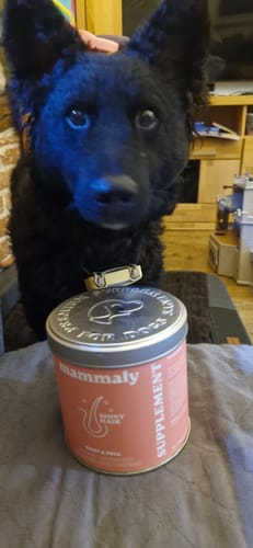 Ein Rezensent zeigt seinen schwarzen Hund mit glänzendem Fell hinter einer Dose des Shiny Hair Produkts.