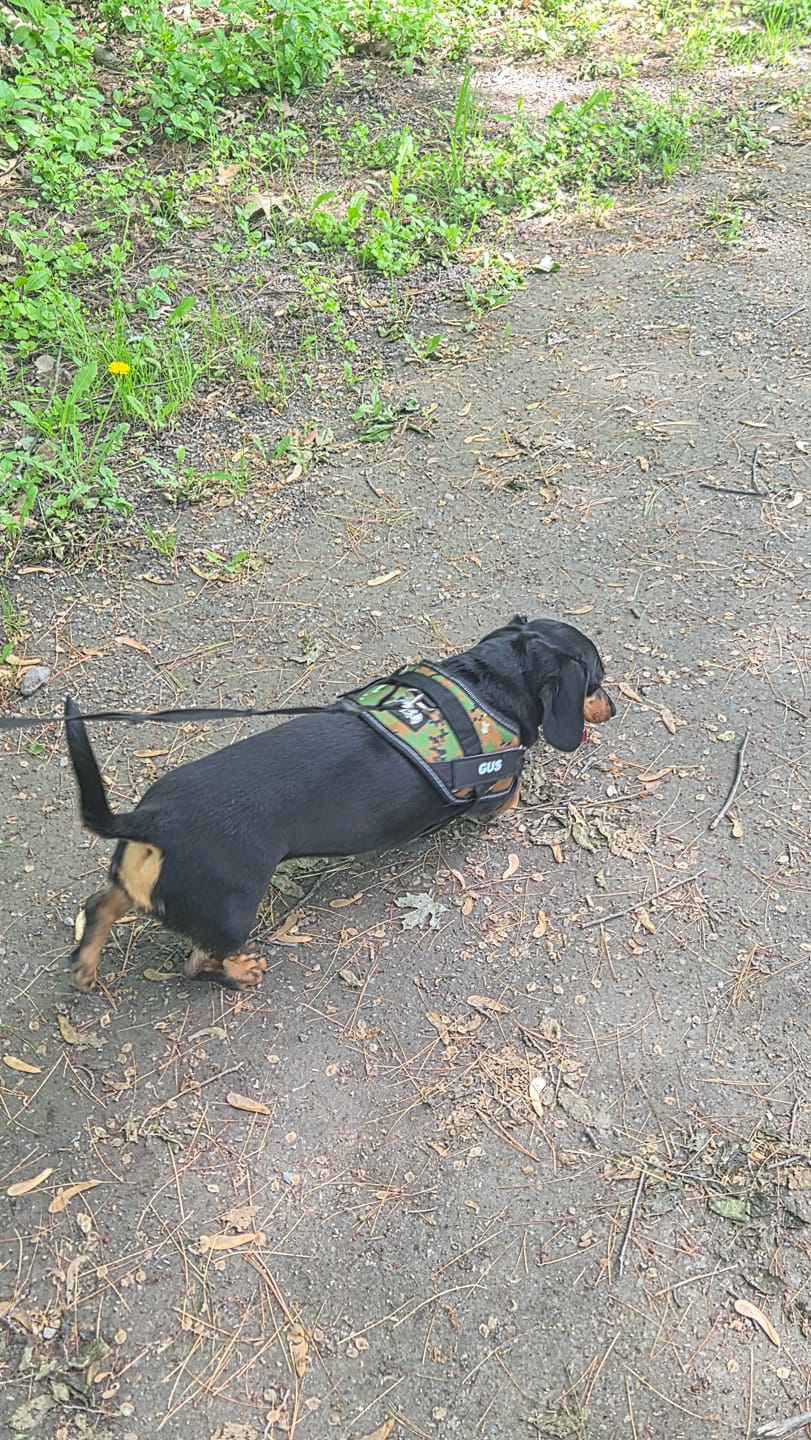 Customer photo review of Dogshood ™