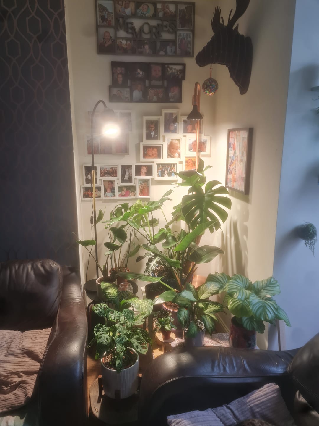 Customer photo review of Pianta 30 Grow Light LED Bulb