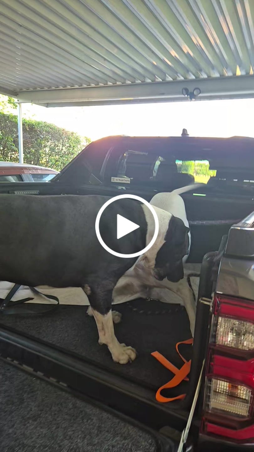 Customer video review of Foldable Dog Ramp for Cars & SUVs – Compact Design