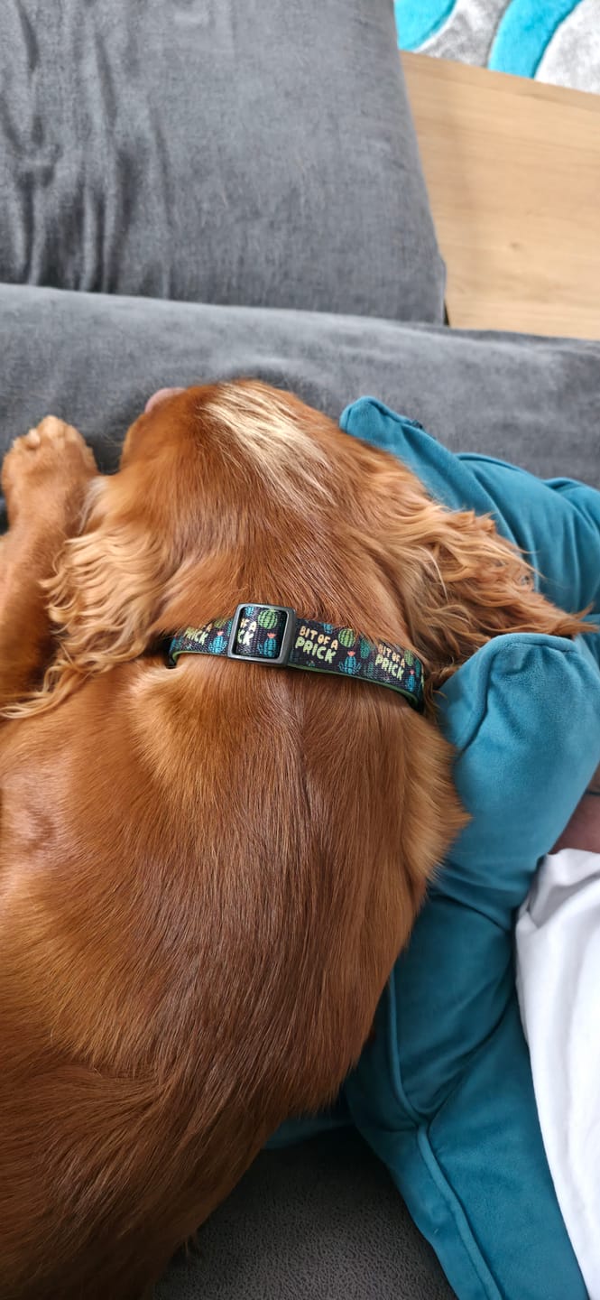 Customer photo review of Bit of a pr**k collar