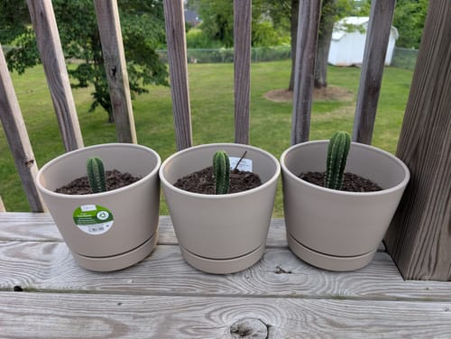 Customer photo review of Trichocereus Scopulicola | Spineless San Pedro Cactus