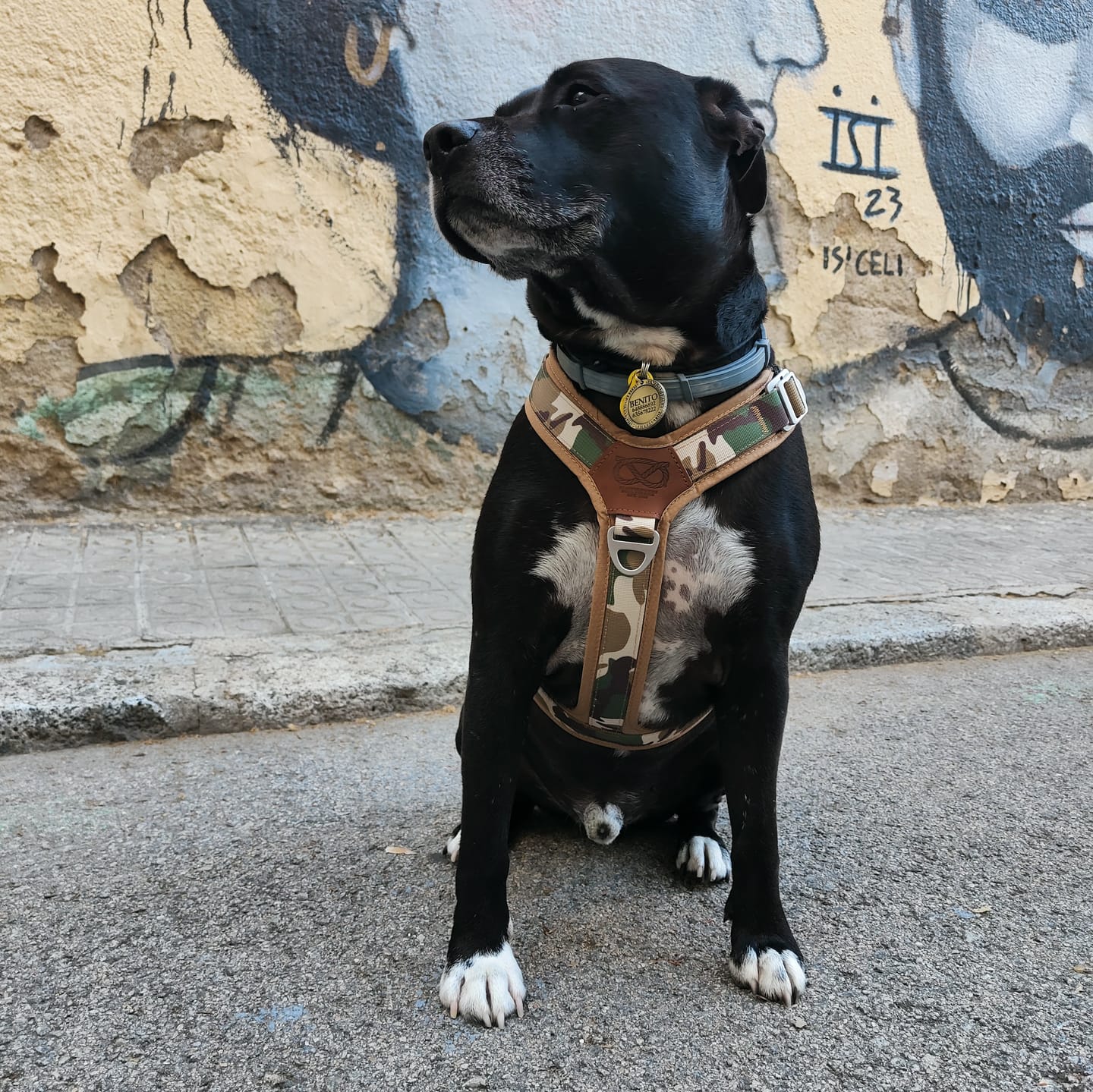 Customer photo review of Staffordshire Bull Terrier 1935® Harness & Leash Set - Sand Camo