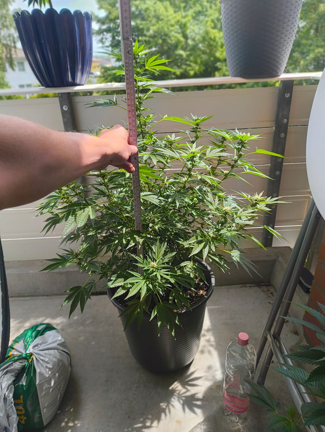Customer photo review of Mandarin Cookies Steckling