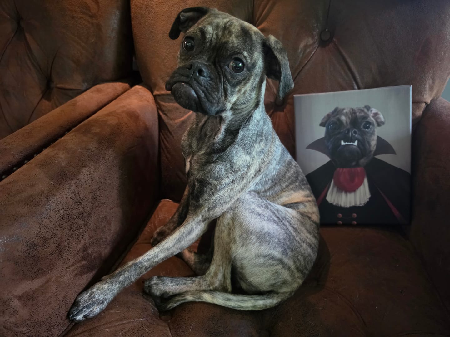 Customer photo review of The Vampire - Custom Pet Canvas