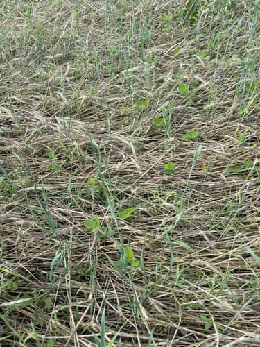 Close-up of a customer's field showing small, green Summer Bulk sprouts growing through dried cereal rye.