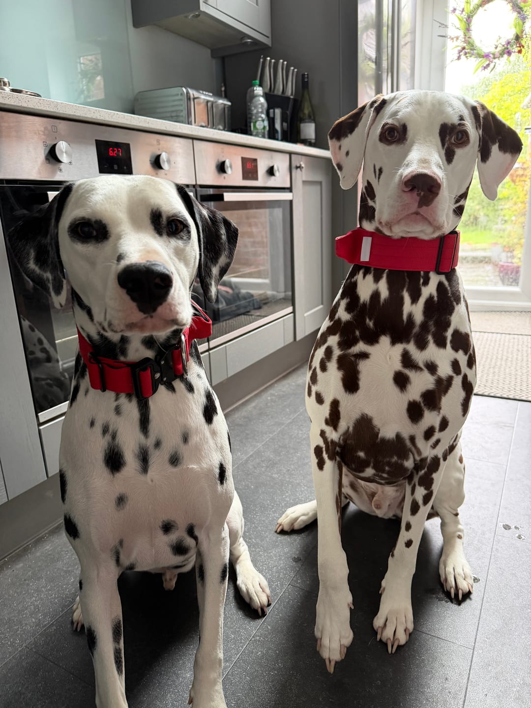 Customer photo review of 4cm Combat® Collar | With Handle & Secured Clip - Red