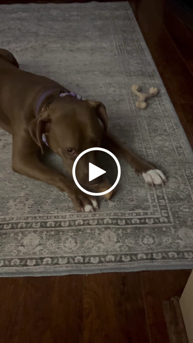 Customer video review of Smoked Beef Marrow Bone