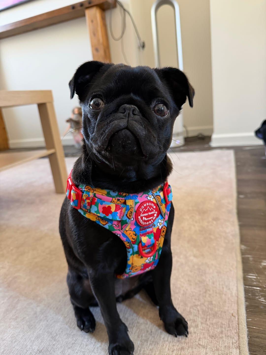 Customer photo review of Disney© Tough Trails™ Harness - Winnie Goes Retro
