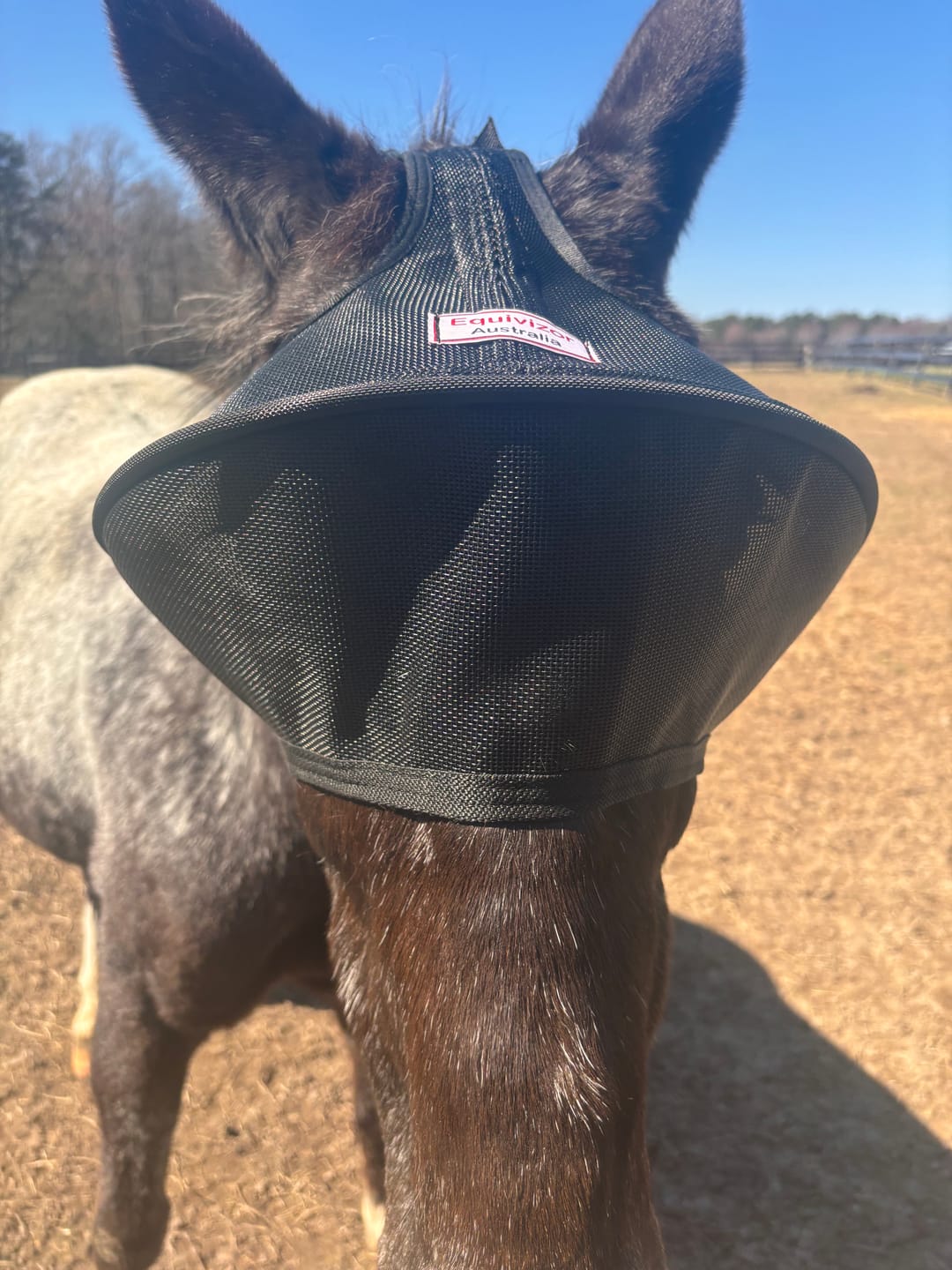 Customer photo review of Solar Vizor Fly Mask - Standard Style