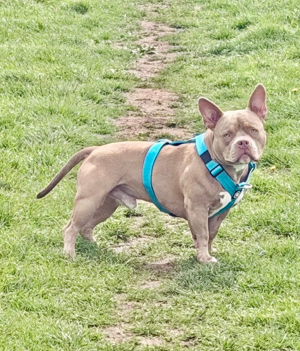 Customer photo review of Anti-Pull TRI-Harness® | Training Dog Harness for All Breeds - Light Blue