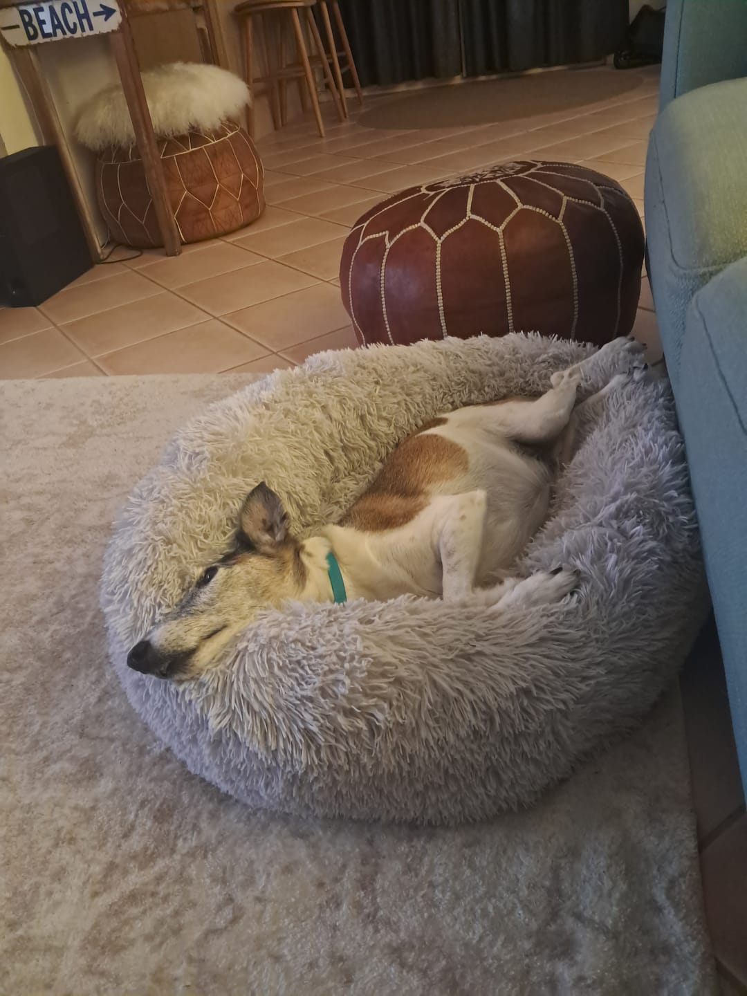 Customer photo review of Brooklyn® Deep Sleep Pet Bed