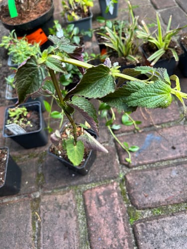 Customer photo review of Dropplant - Agastache 'Black Adder'