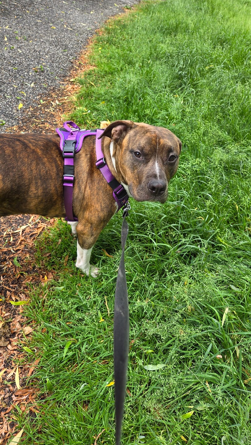 Customer photo review of Anti Pull Hurricane Harness Lighter | With Handle - Purple
