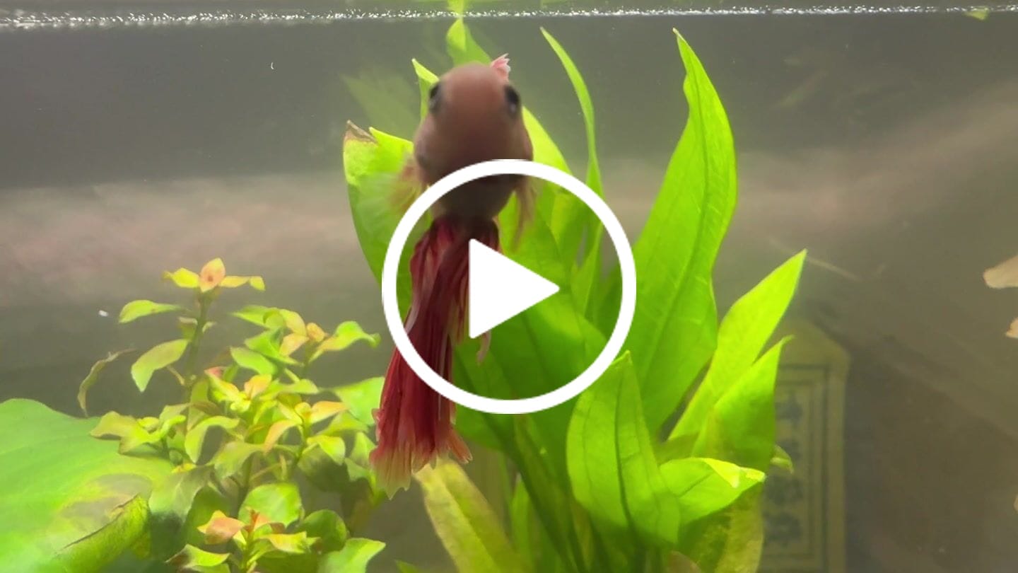 Customer video review of Pink Halfmoon Male Betta Fish | You Pick Fish | Order Directly From Farm