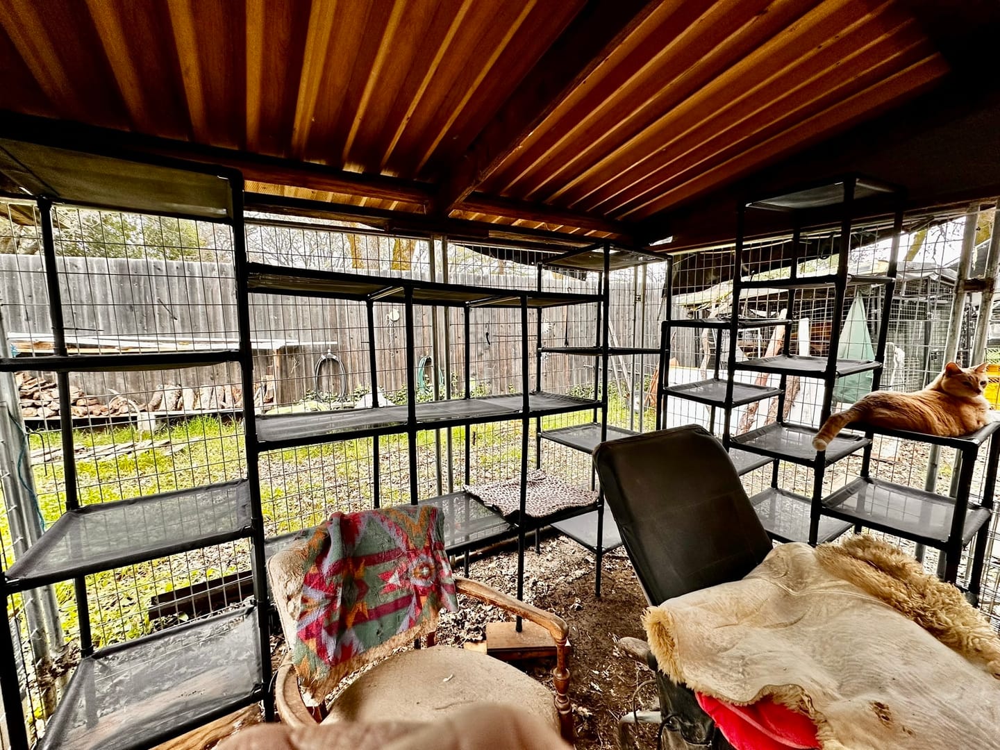 Customer photo review of Durable Cat Tower - Vista