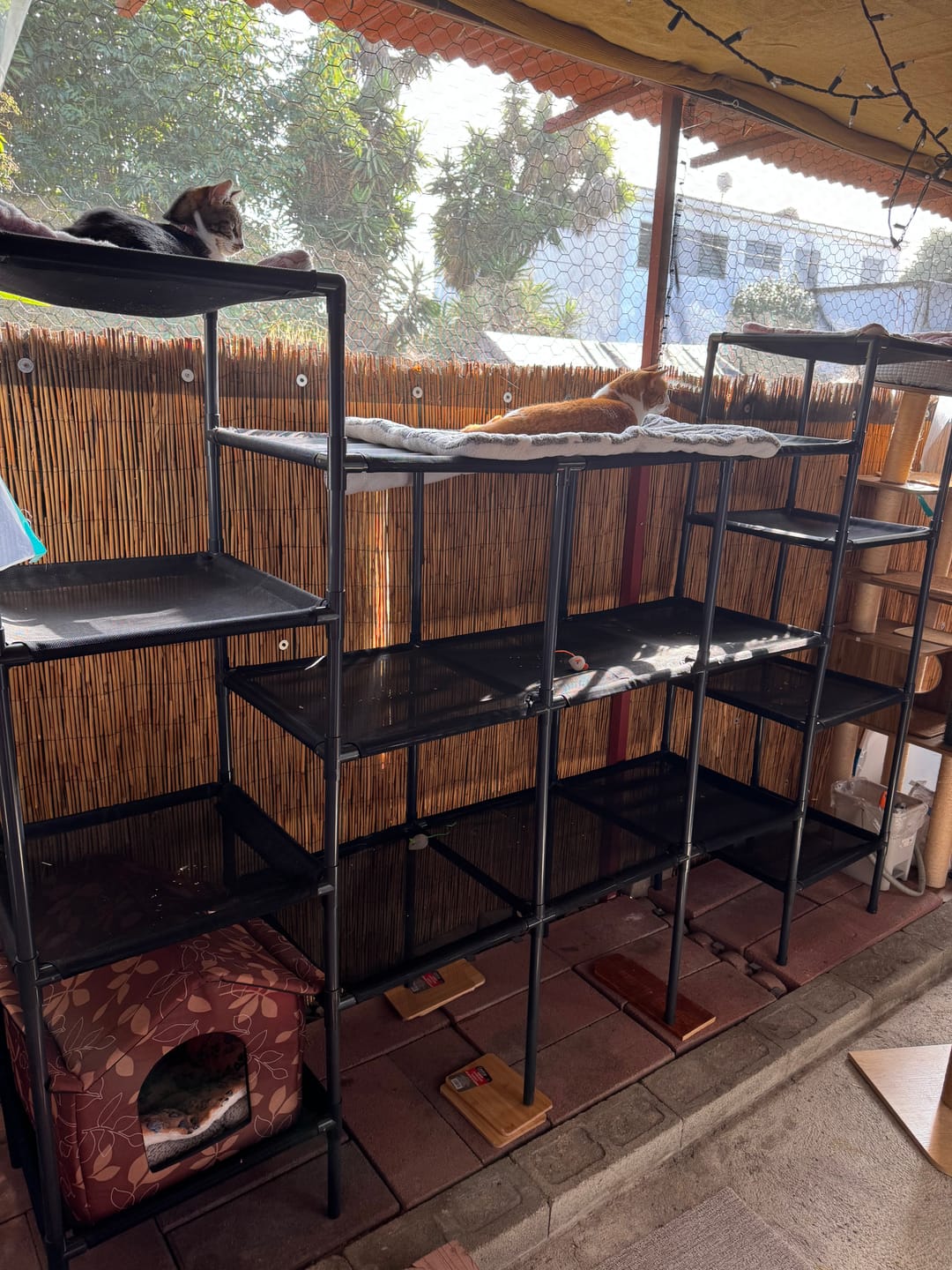 Customer photo review of Durable Cat Tower - Vista