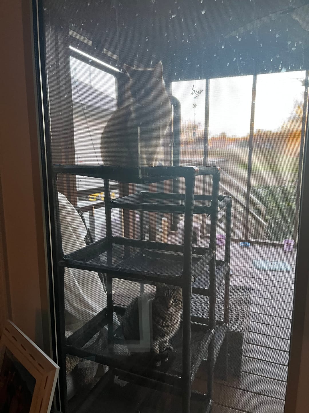Customer photo review of Durable Cat Tower - Haven