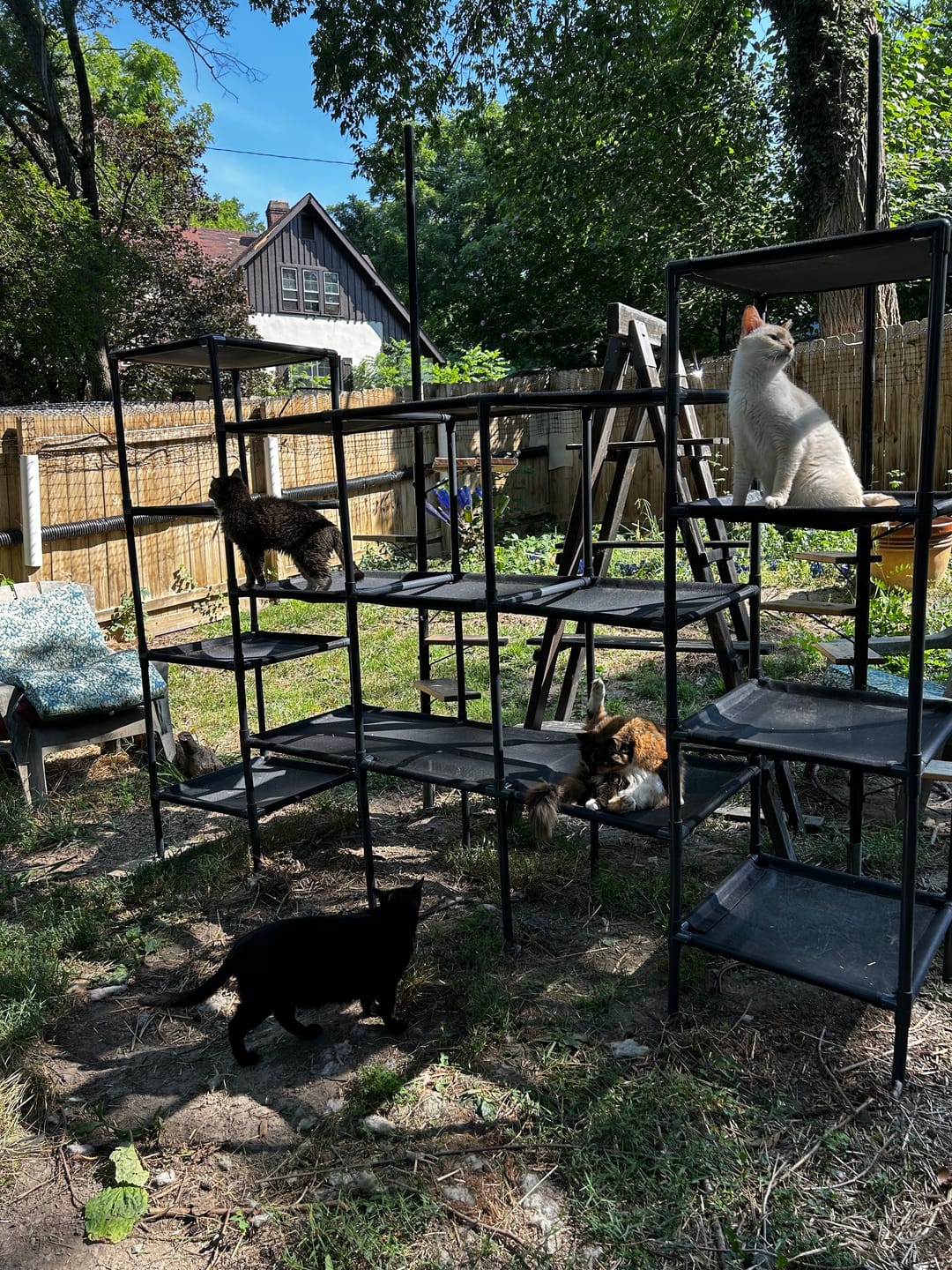Customer photo review of Durable Cat Tower - Vista